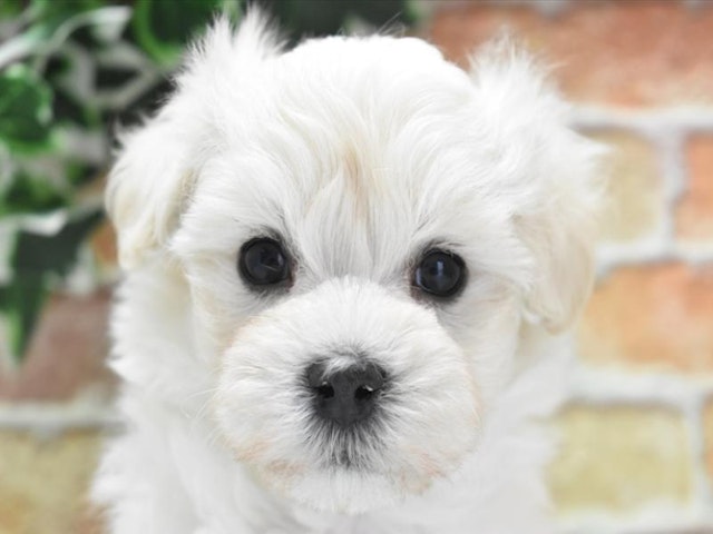 神奈川県のハーフ犬 (ペッツワン三浦店/2024年3月24日生まれ/男の子/ホワイト)の子犬